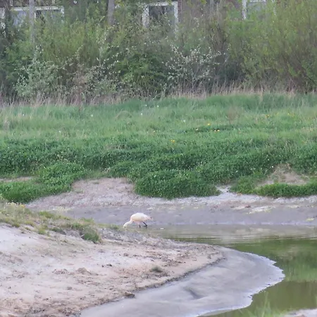 Guest With Terrace At The Wadden Sea Gæstehus Oosterend (Texel)
