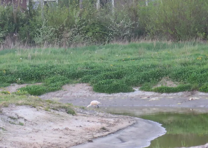 Guest With Terrace At The Wadden Sea Konukevi Oosterend (Texel)